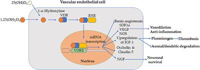 Vitamin D and Stroke: Effects on Incidence, Severity, and Outcome and the Potential Benefits of Supplementation